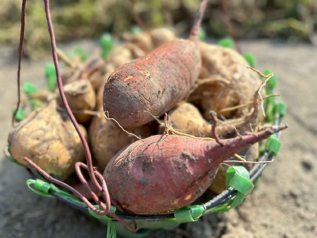 line_album_幼幼挖地瓜精選_260109_28