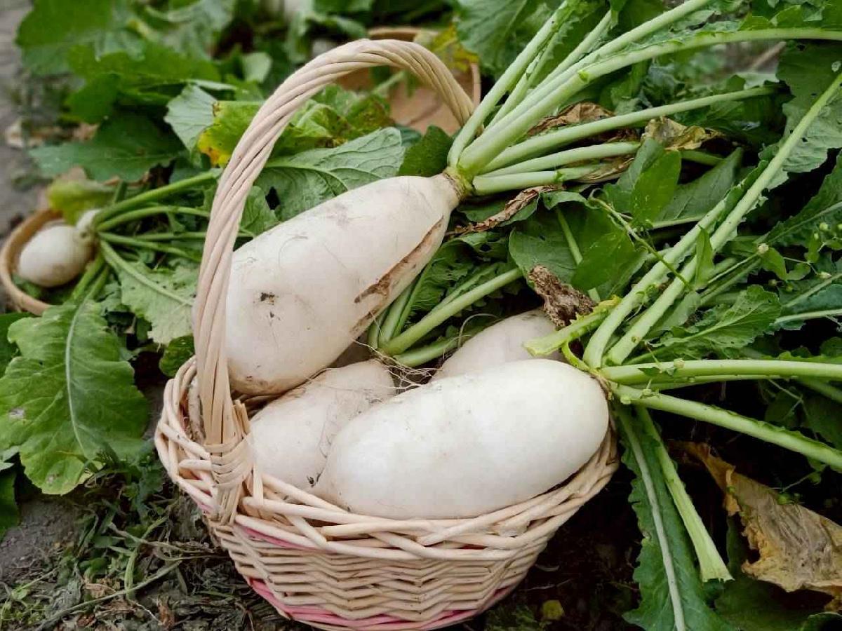 line_album_112拔蘿蔔趣_260112_78