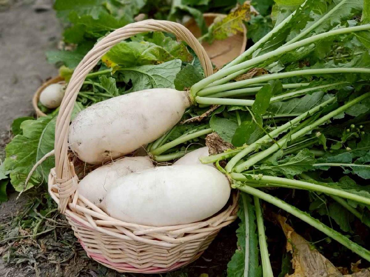 line_album_112拔蘿蔔趣_260112_83