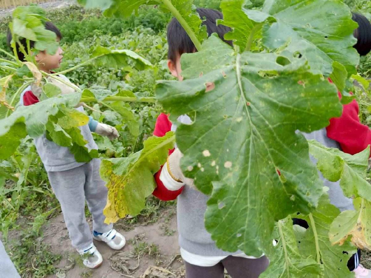 line_album_112拔蘿蔔趣_260112_84