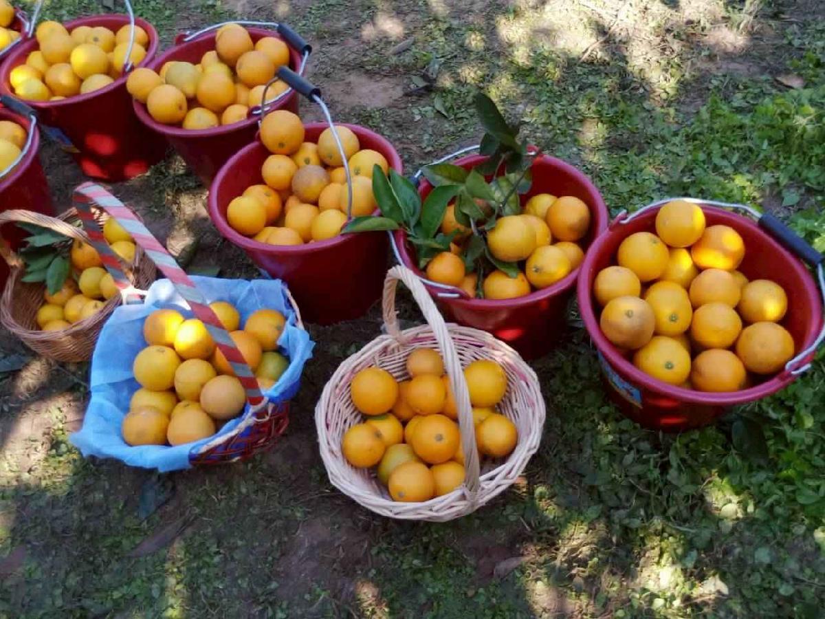 line_album_20260115柳丁大豐收03 (1)