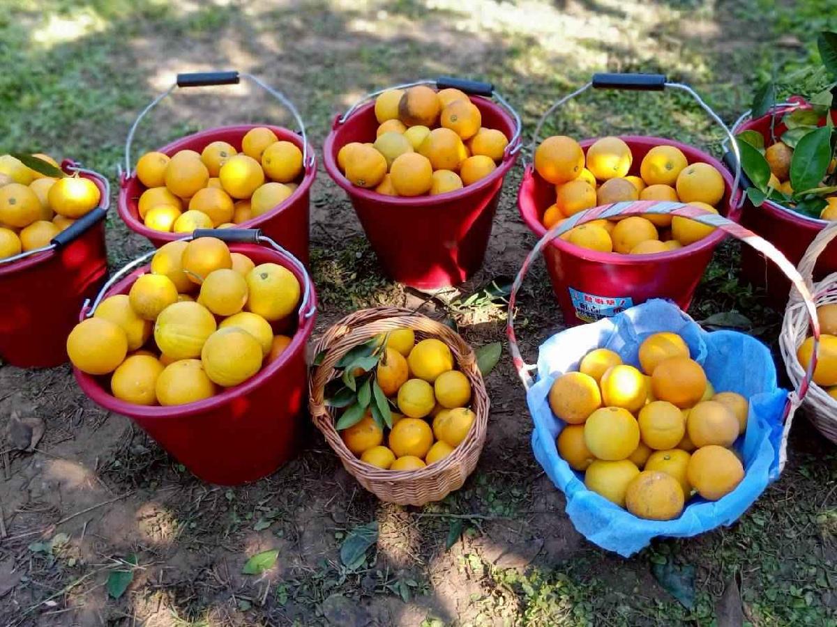 line_album_20260115柳丁大豐收03 (2)