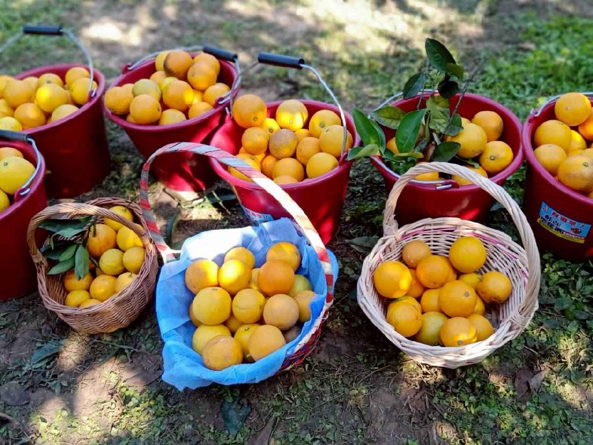 line_album_20260115柳丁大豐收03 (4)