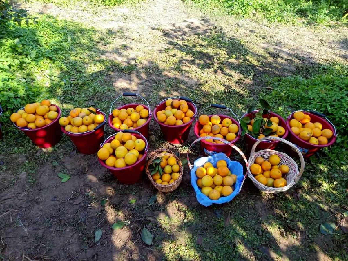 line_album_20260115柳丁大豐收03 (5)