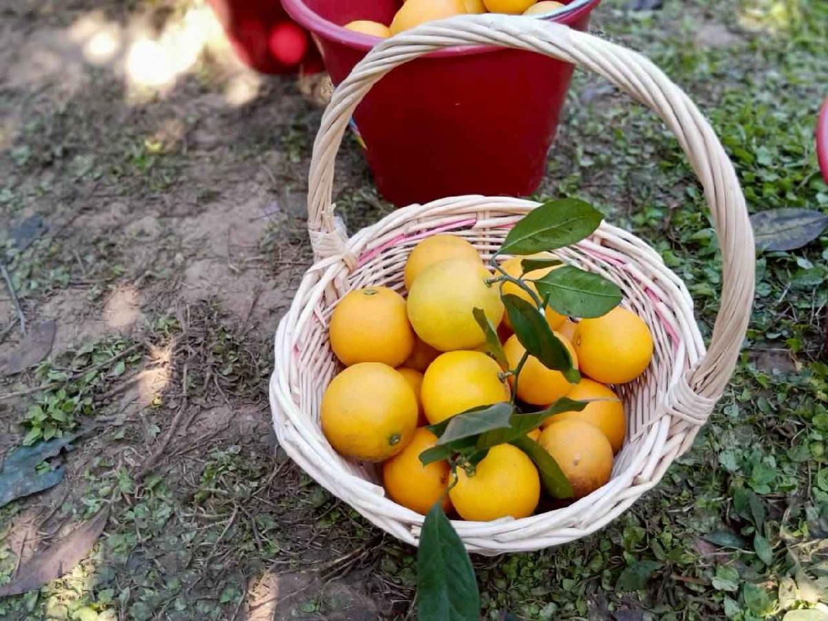 line_album_20260115柳丁大豐收03 (18)