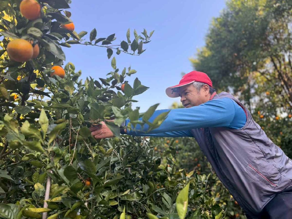 line_album_20260115柳丁大豐收01 (43)