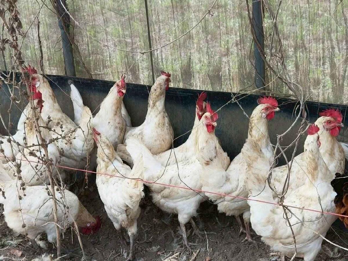 大班控窯趣_02 (70)