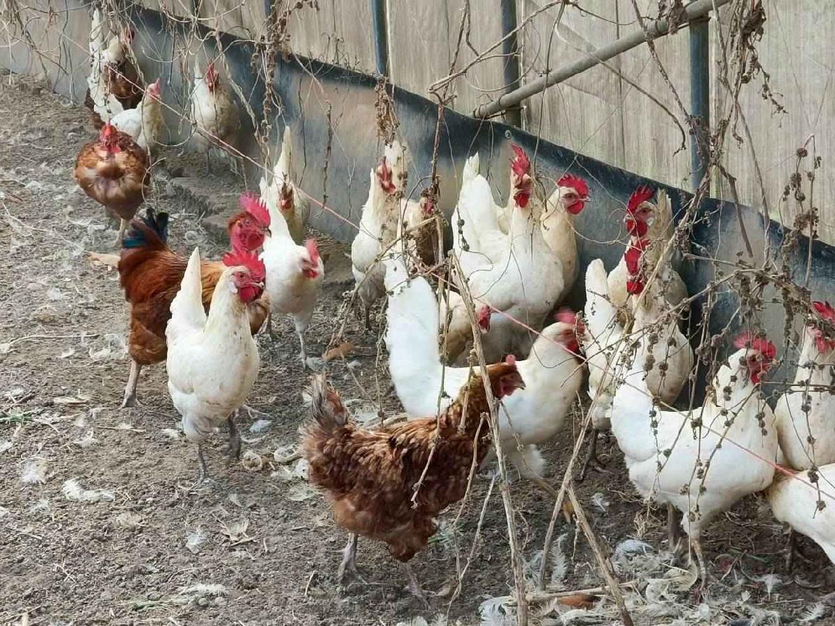 大班控窯趣_02 (71)