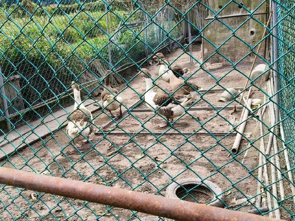 大班控窯趣_02 (72)