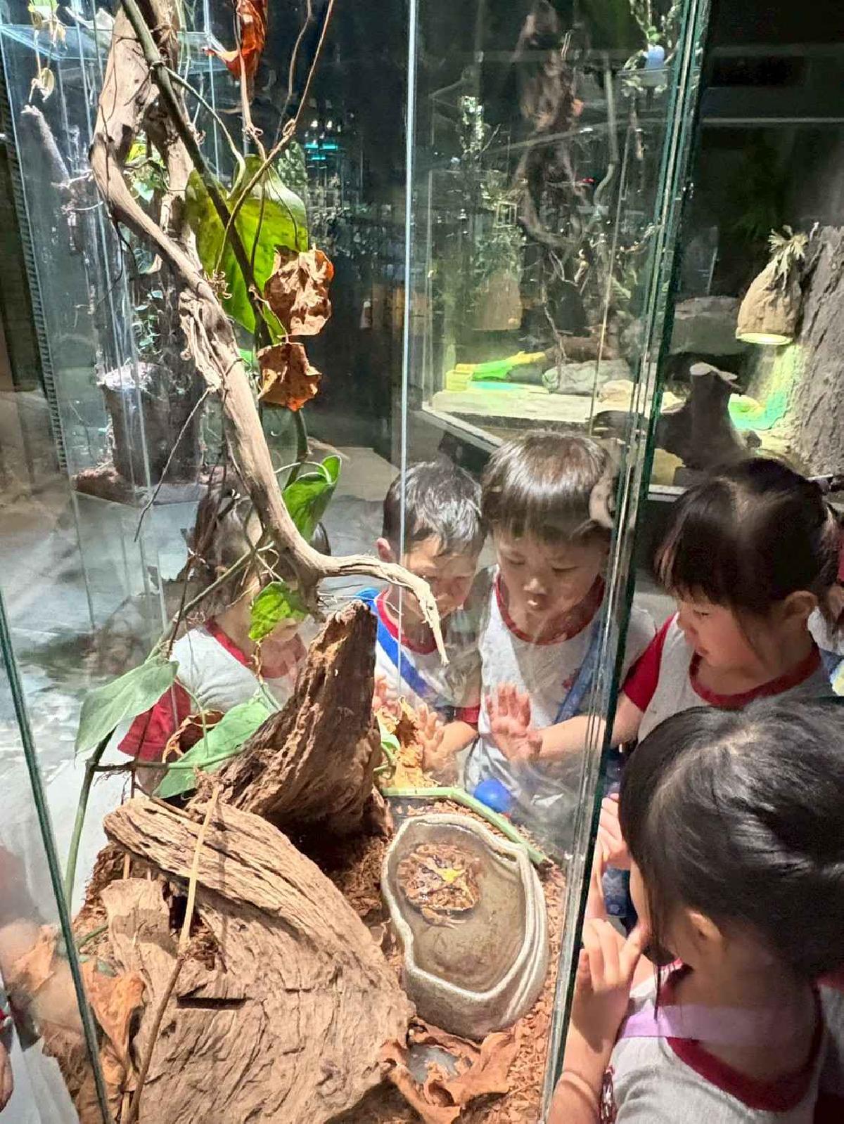 line_album_115.5.20小班新竹昆蟲館_260520_21